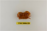 藏品(環紋金沙蟹)的圖片